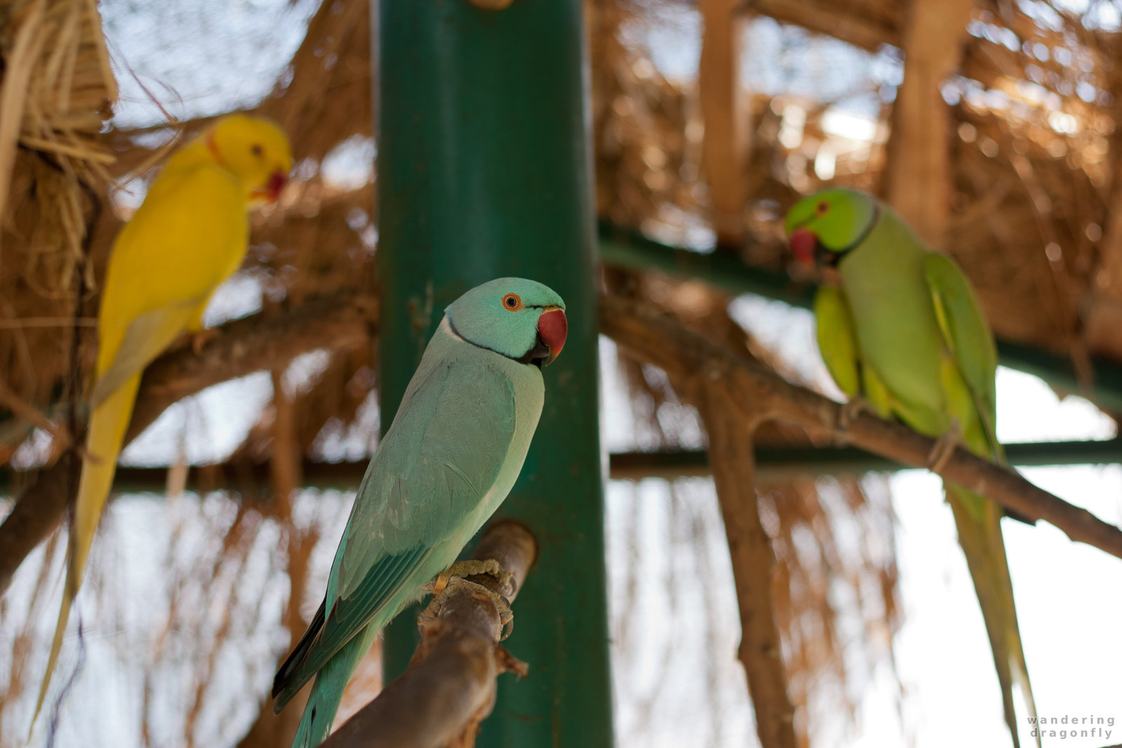 Three parrots -- cyan parrot, green parrot, yellow parrot