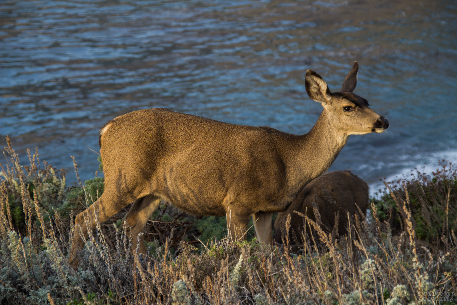 Black-tailed Mule Deer at the ocean shore -- animal, deer, grass, ocean, shore, water